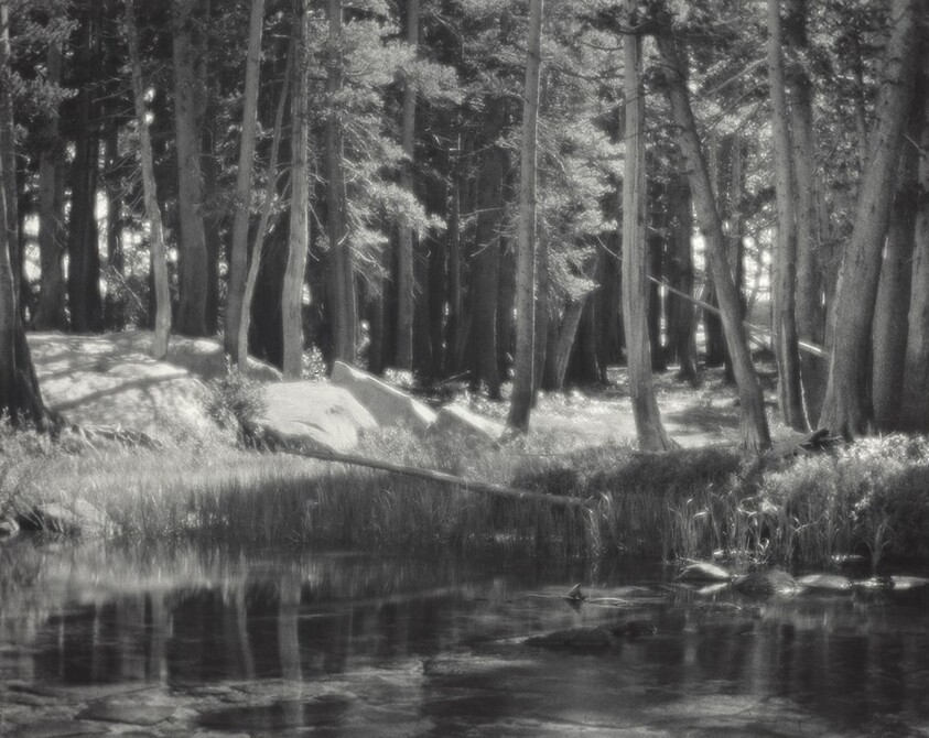 Lodgepole Pines, Lyell Fork of the Merced River, Yosemite National Park, California