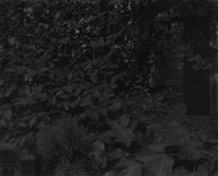 Untitled #8 (Leaves and House), Dawoud Bey, 2017