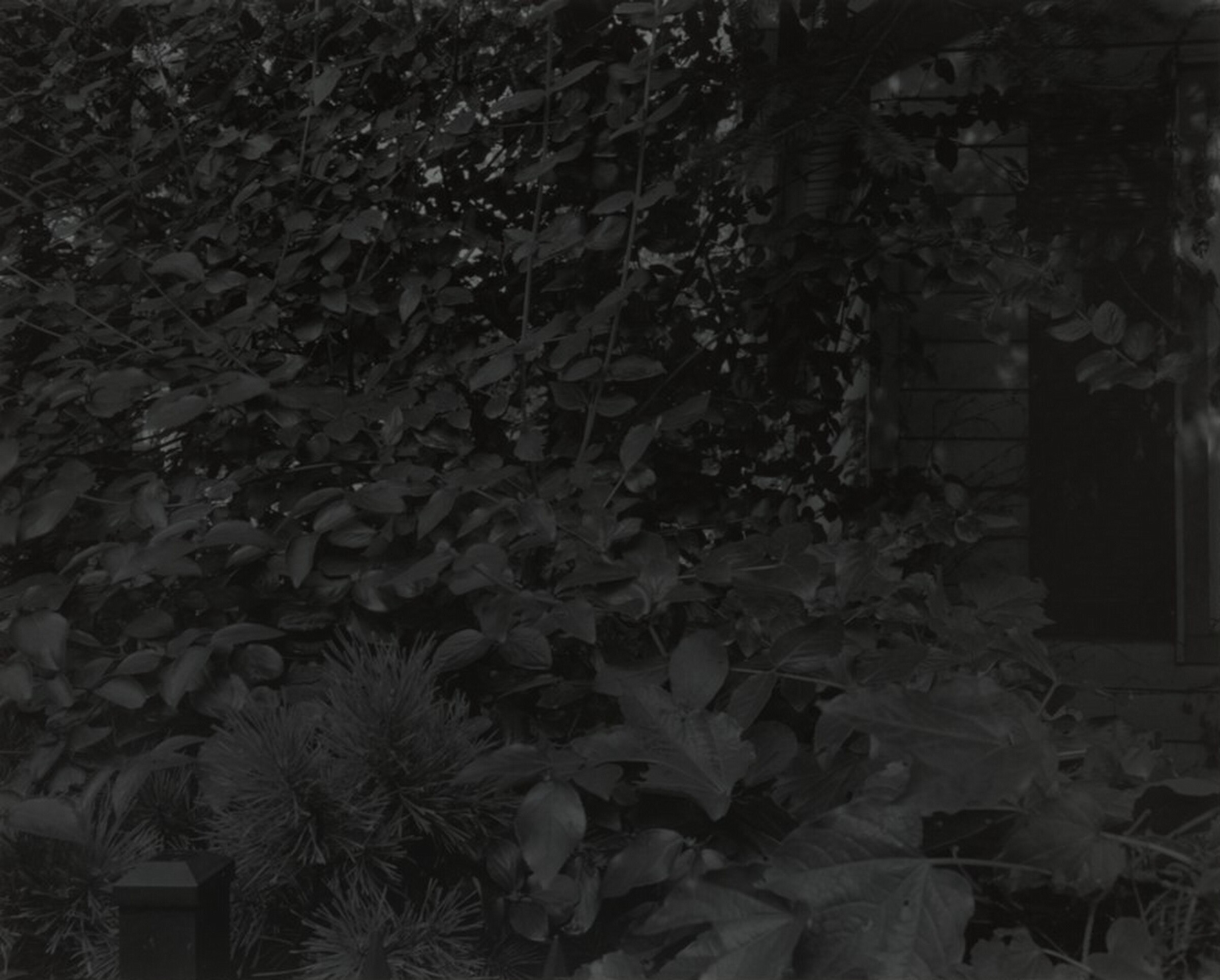Untitled #8 (Leaves and House), Dawoud Bey, 2017