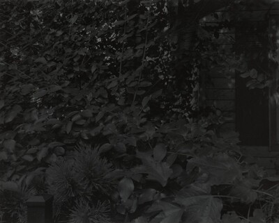 Untitled #8 (Leaves and House)