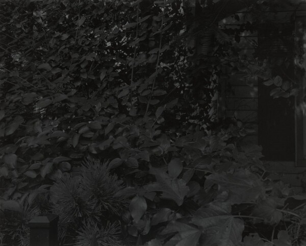 Untitled #8 (Leaves and House)