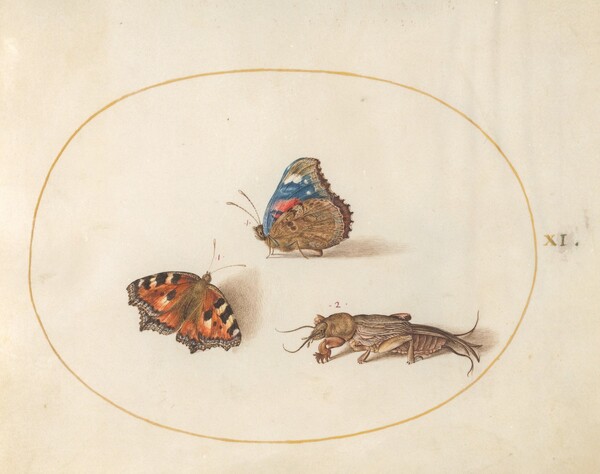 Plate 11: Small Tortoiseshell and Red Admiral Butterflies with a Mole Cricket