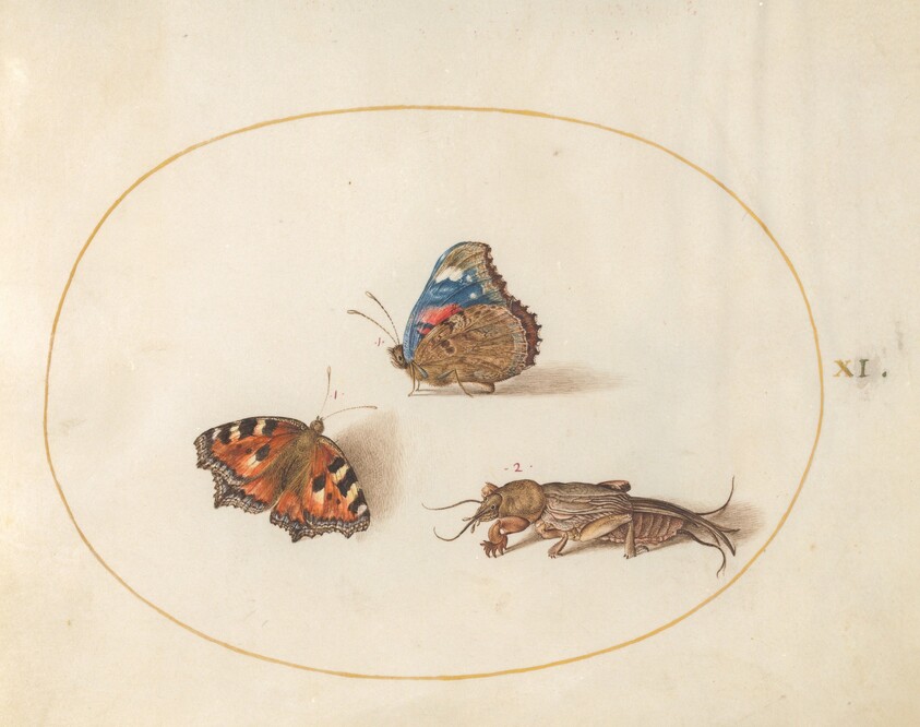 Plate 11: Small Tortoiseshell and Red Admiral Butterflies with a Mole Cricket