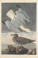 Herring Gull, Robert Havell after John James Audubon, 1836
