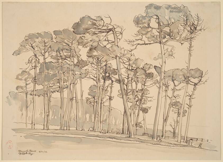 Pines, Stewart Point, Monterey