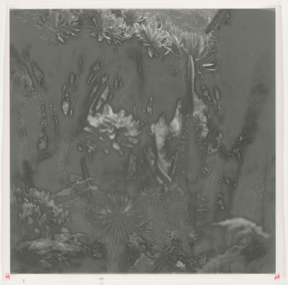 Fullmoon@Rwenzori: Mountains of the Moon