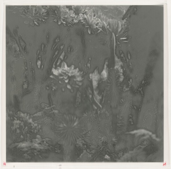 Fullmoon@Rwenzori: Mountains of the Moon