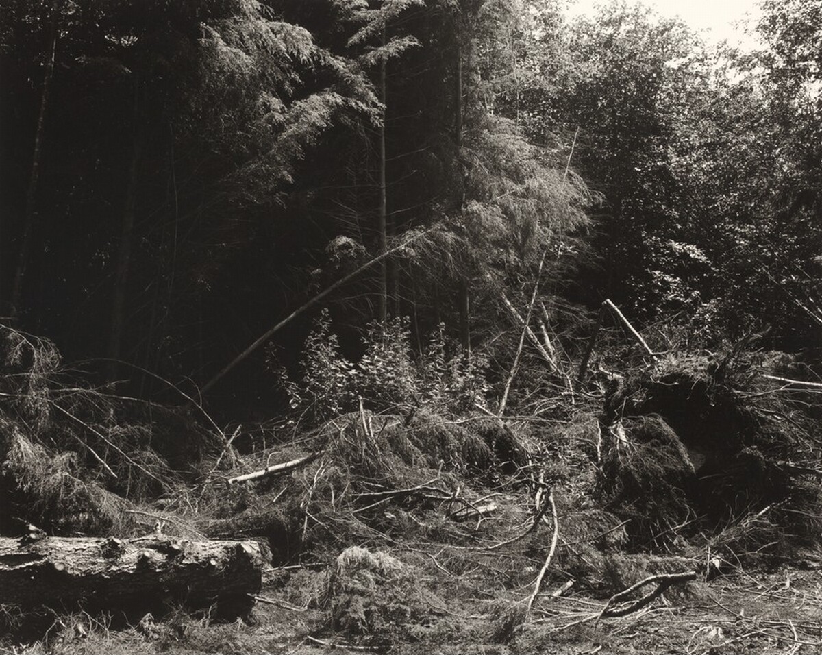 Bulldozed slash, Tillamook County, Oregon