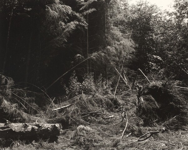 Bulldozed slash, Tillamook County, Oregon