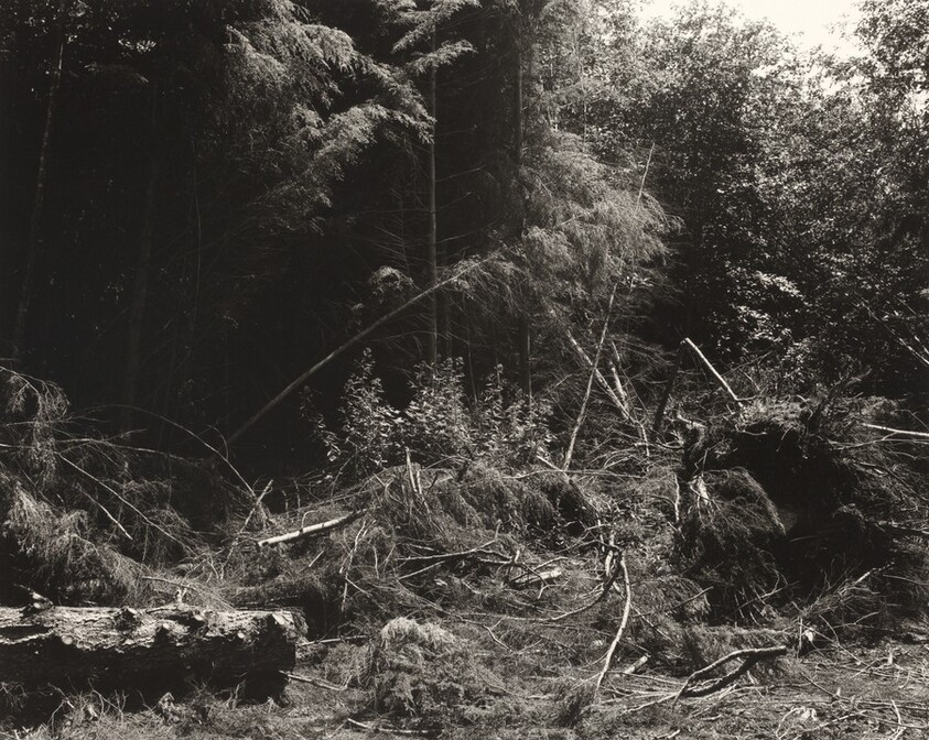 Bulldozed slash, Tillamook County, Oregon