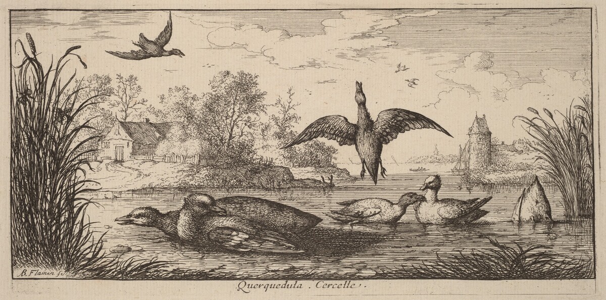 Querpedula, The Teal