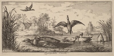 Querpedula, The Teal