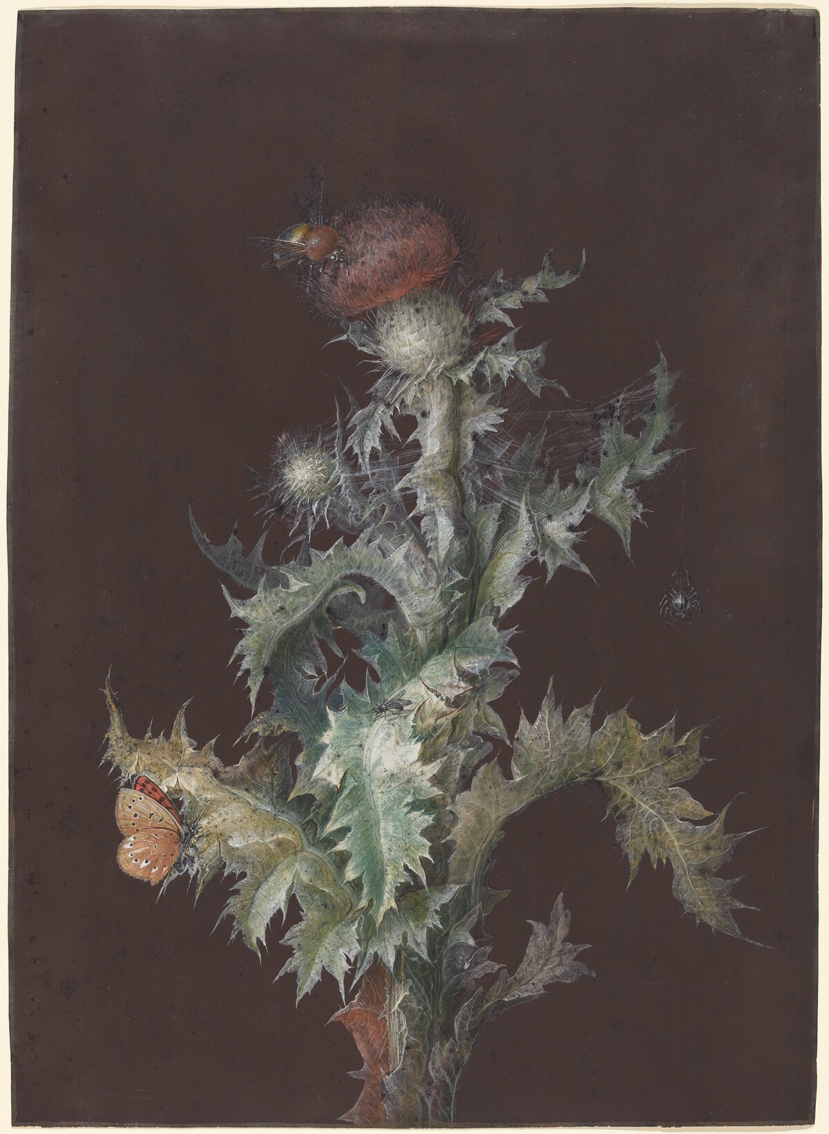 Thistle with Insects