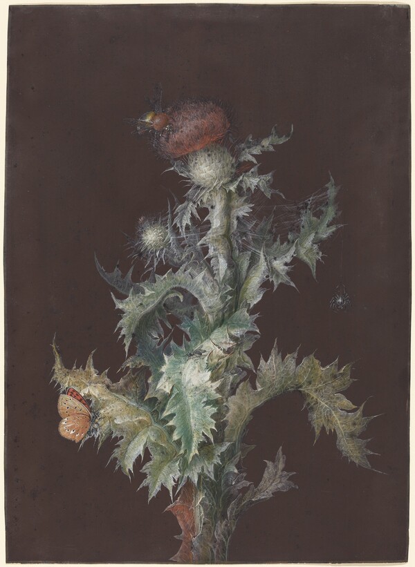 Thistle with Insects