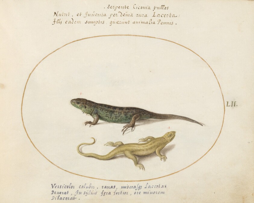 Plate 52: Two Sand Lizards