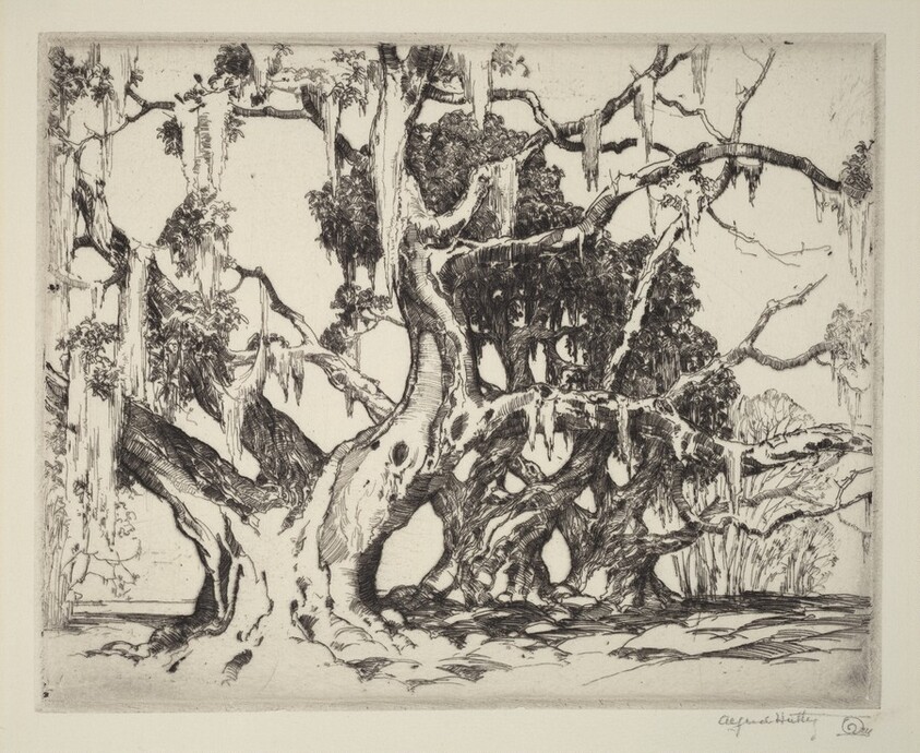 An Avenue of Live Oaks