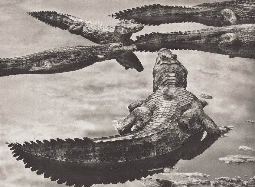 Yacare caimans (Caiman yacare) in the Pantanal, one of the world’s largest wetlands, covering a vast area of western Brazil and spilling into Paraguay and Bolivia. Mato Grosso do Sul, Brazil.