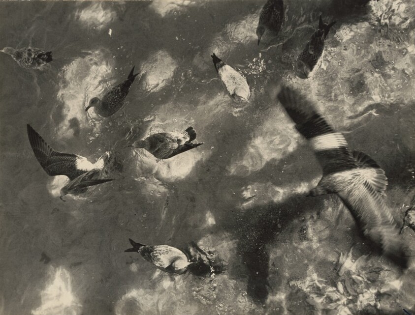 Seagulls, Provincetown