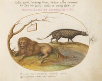 Plate 10: A Lion and a Civet Cat, Joris Hoefnagel, c.1575/1590s