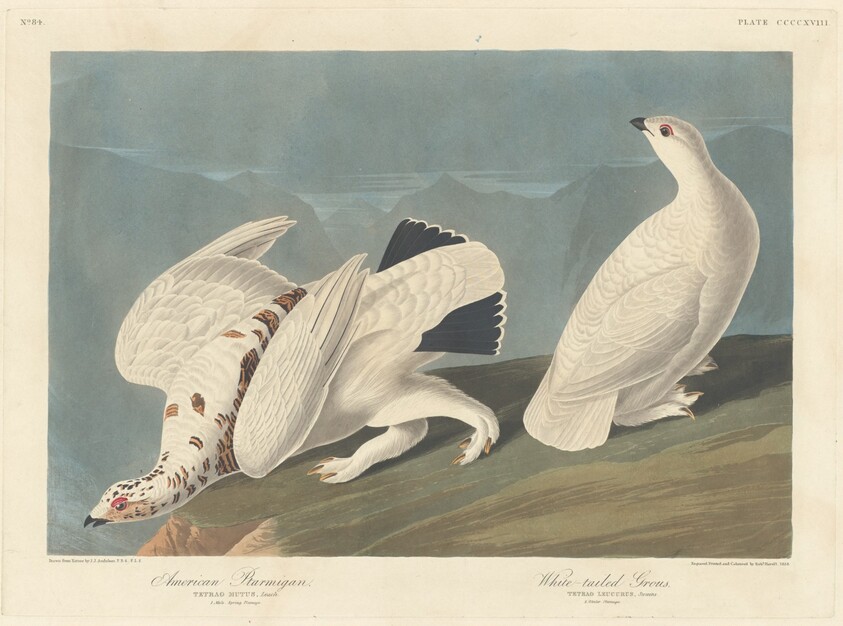 American Ptarmigan and White-tailed Grous