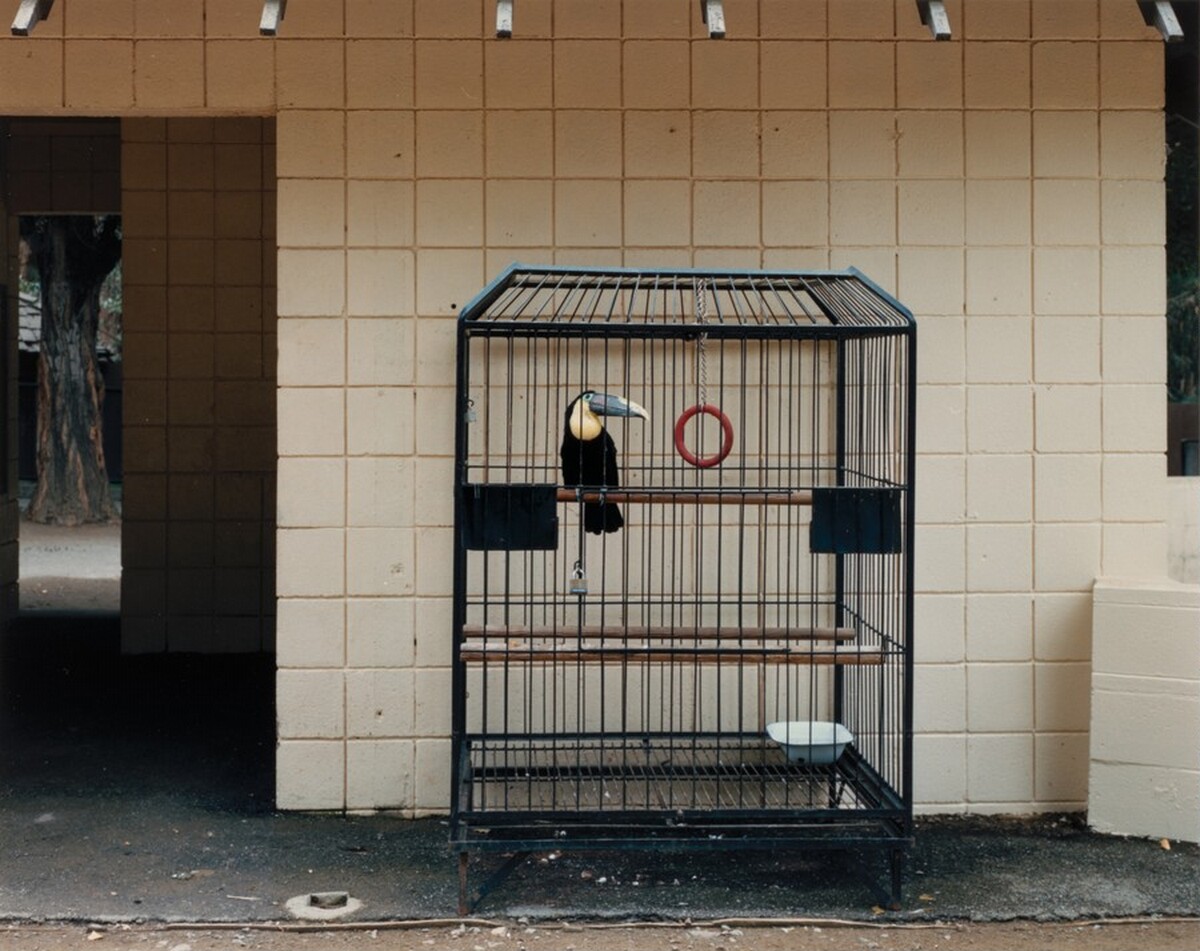 Tocoana, Oakland Zoo