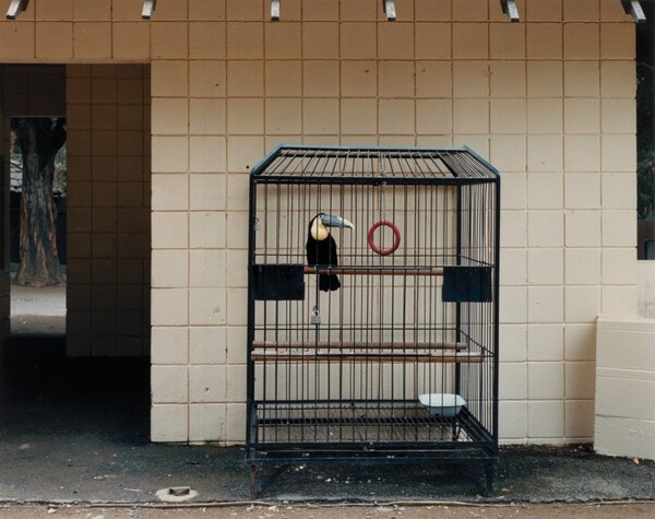 Tocoana, Oakland Zoo