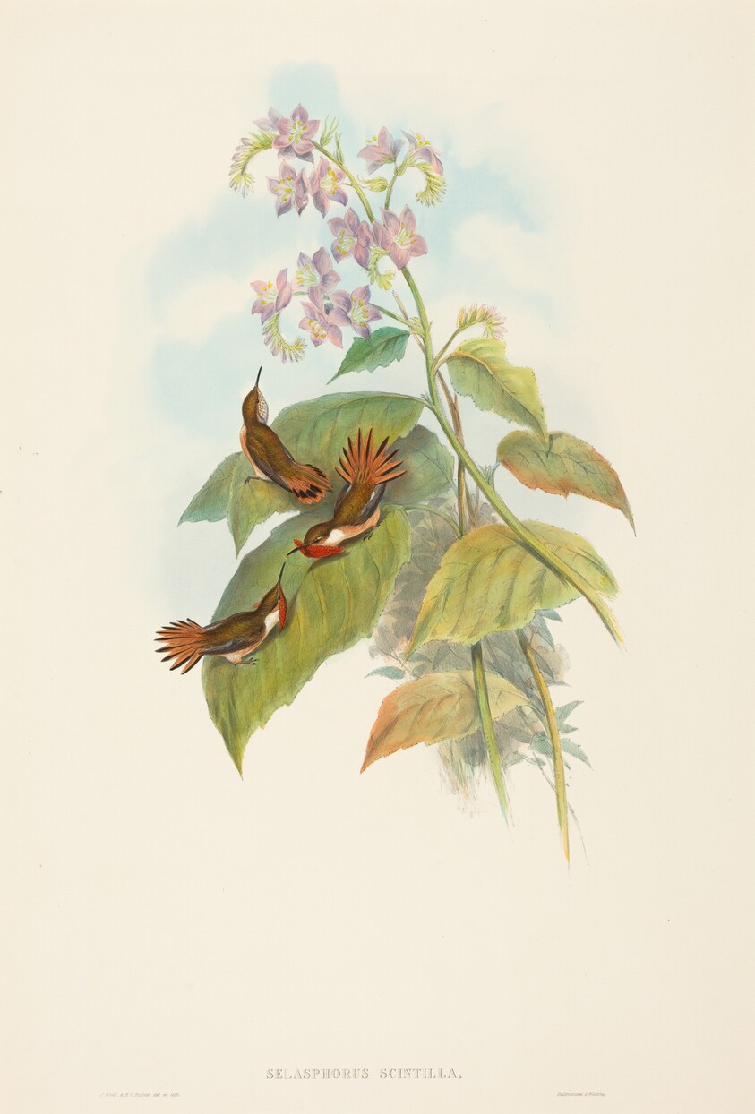 Selashorus scintilla (Scintillant Hummingbird)