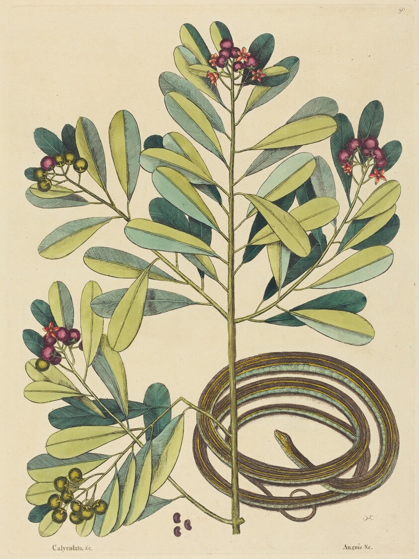 The Ribbon Snake (Coluber saurita)