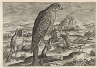 Falcon and Robin Redbreast or Redstart, Adriaen Collaert, c. 1600