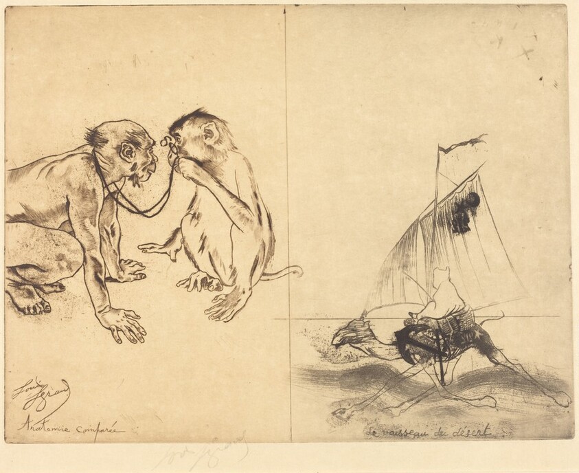 Anatomie comparee; Le vaisseau du desert