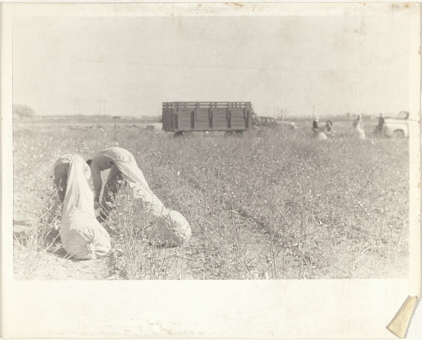 Cotton harvesters--between Houston and San Antonio, Texas