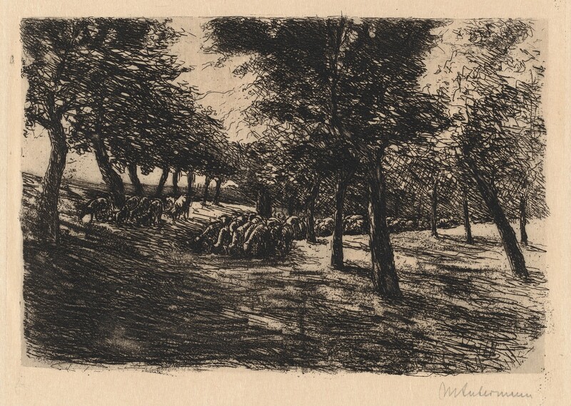 Printed with energetic black lines and hatching against cream white paper, dozens of sheep graze in the deep shadows cast by a grove of trees in this horizontal landscape etching. The horizon runs lengthwise across the center of the sheet, and the sheep graze between two neat rows of trees that recede into the distance. The ground gently rises on either side of the sheep, and the trees lean in toward the center. A dark form near the middle of the flock could be a shepherd or thick tree stump. The print is inscribed in graphite in the lower margin to the right, “MLiebermann.”