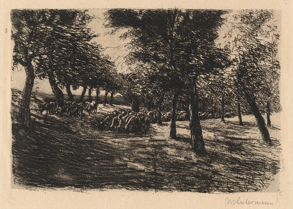 Printed with energetic black lines and hatching against cream white paper, dozens of sheep graze in the deep shadows cast by a grove of trees in this horizontal landscape etching. The horizon runs lengthwise across the center of the sheet, and the sheep graze between two neat rows of trees that recede into the distance. The ground gently rises on either side of the sheep, and the trees lean in toward the center. A dark form near the middle of the flock could be a shepherd or thick tree stump. The print is inscribed in graphite in the lower margin to the right, “MLiebermann.”
