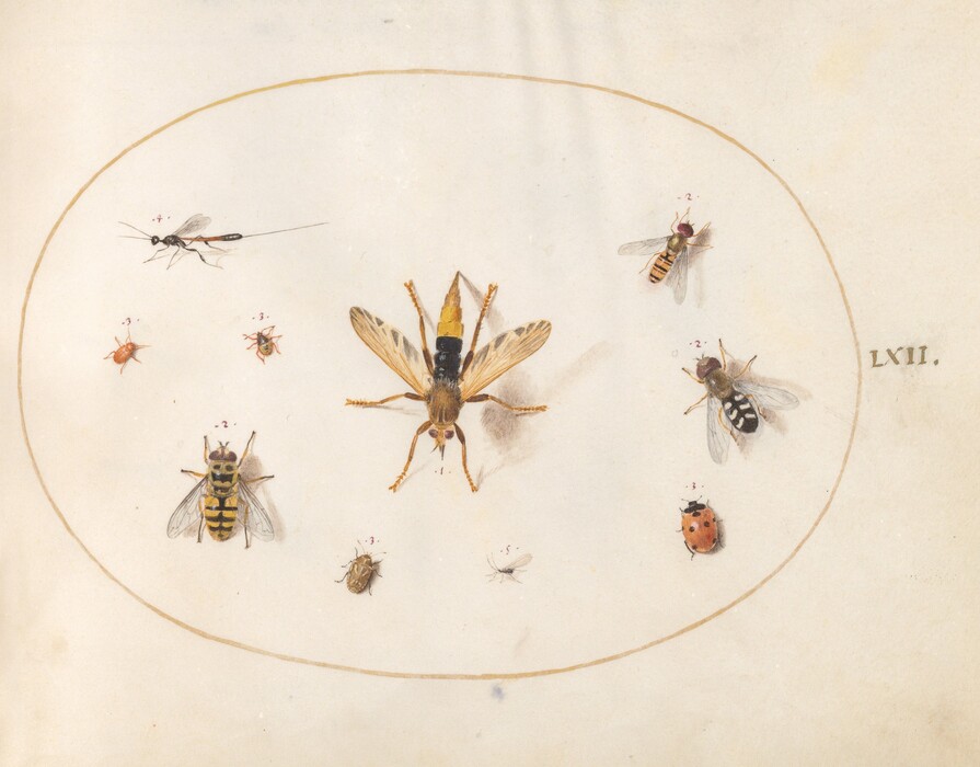 The image shows various insects, including a large yellow and black insect at the center with transparent wings, surrounded by smaller insects like a wasp, flies, and a ladybird. The color scheme is mainly earthy tones such as yellow, black, brown, and red, with hints of gray and white in the wings. The insects are arranged in a circular pattern around the central insect within an outlined oval, with a numerical value denoting each type of insect. The letter "LXII" is inscribed on the right side of the circle.