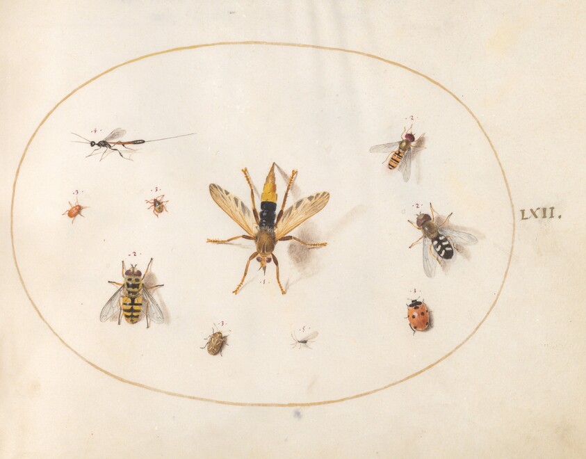 Plate 62: Ten Insects