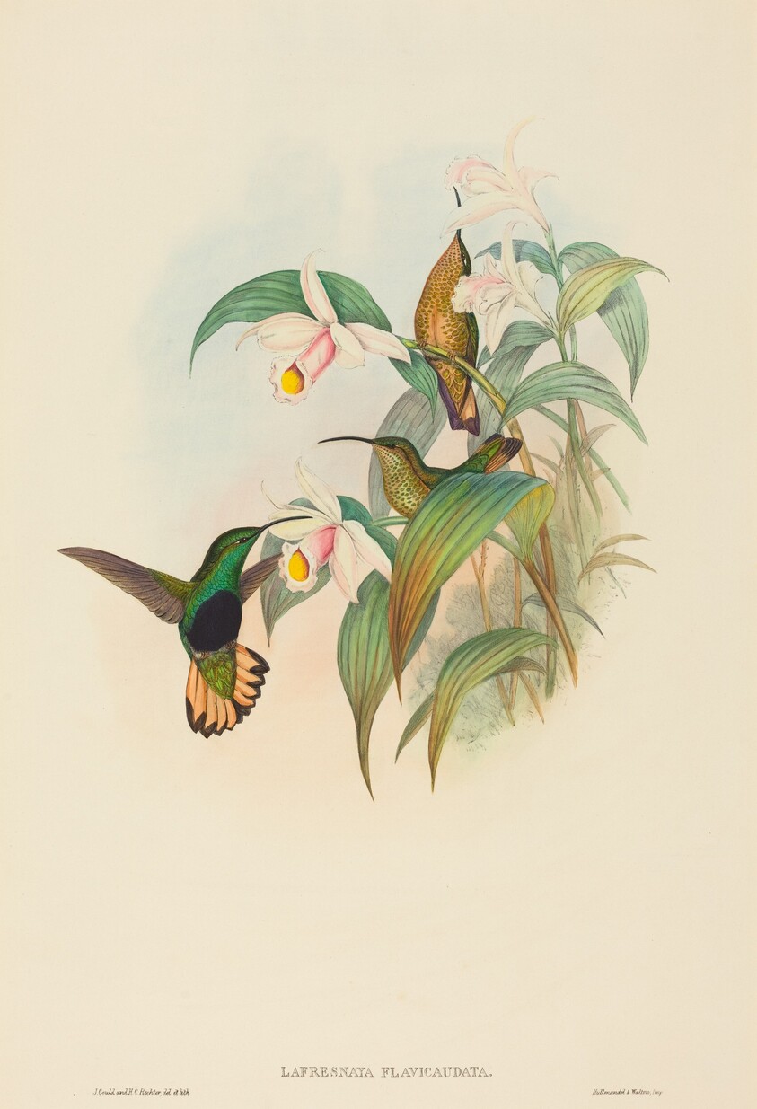 Lafresnaya flavicaudata (Buff-tailed Velvet-breast)
