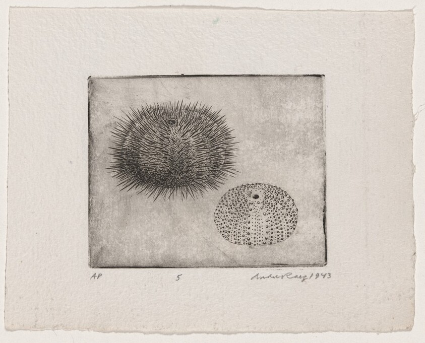 Untitled (Sea Urchins)