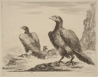 Two Eagles, Both with Heads Turned to the Left, On a High Cliff, Stefano Della Bella