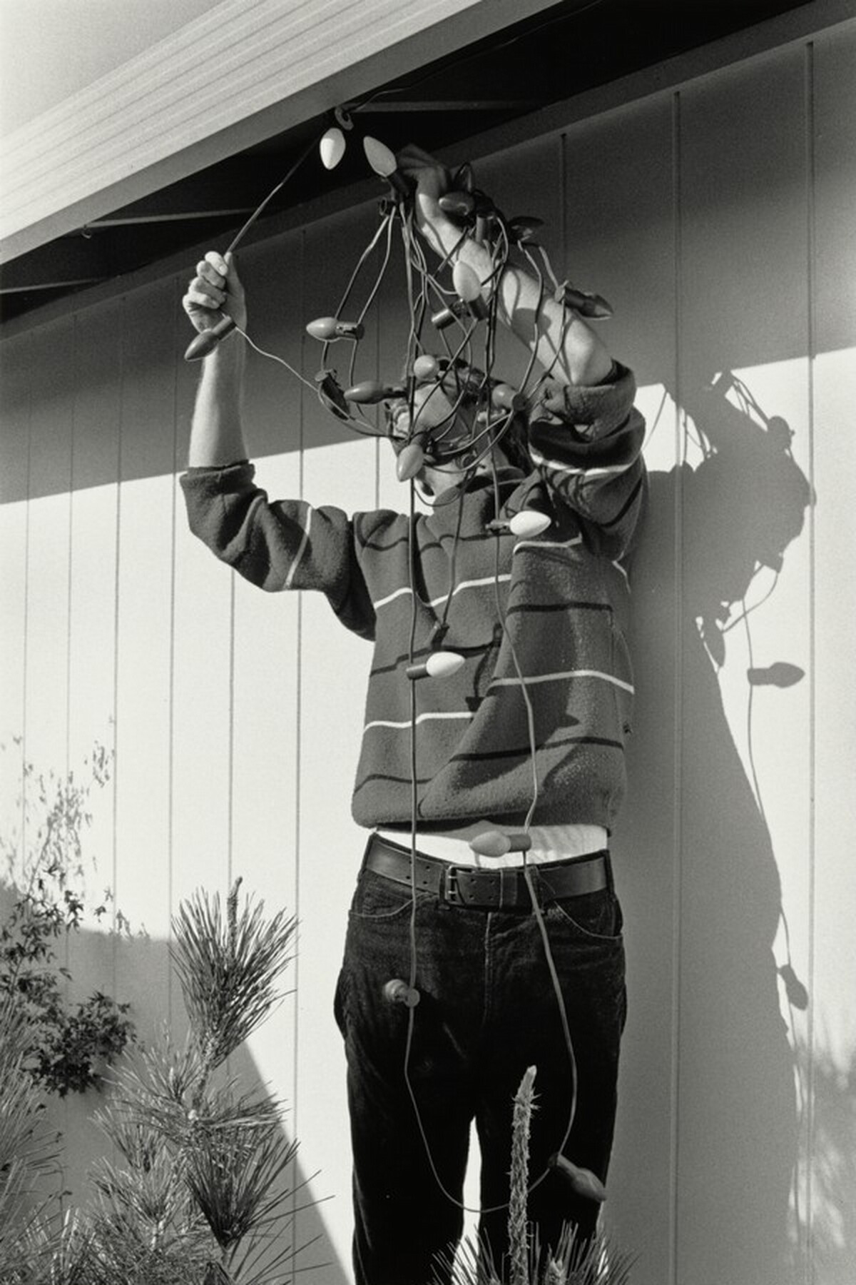 Stringing Lights, San Jose, California
