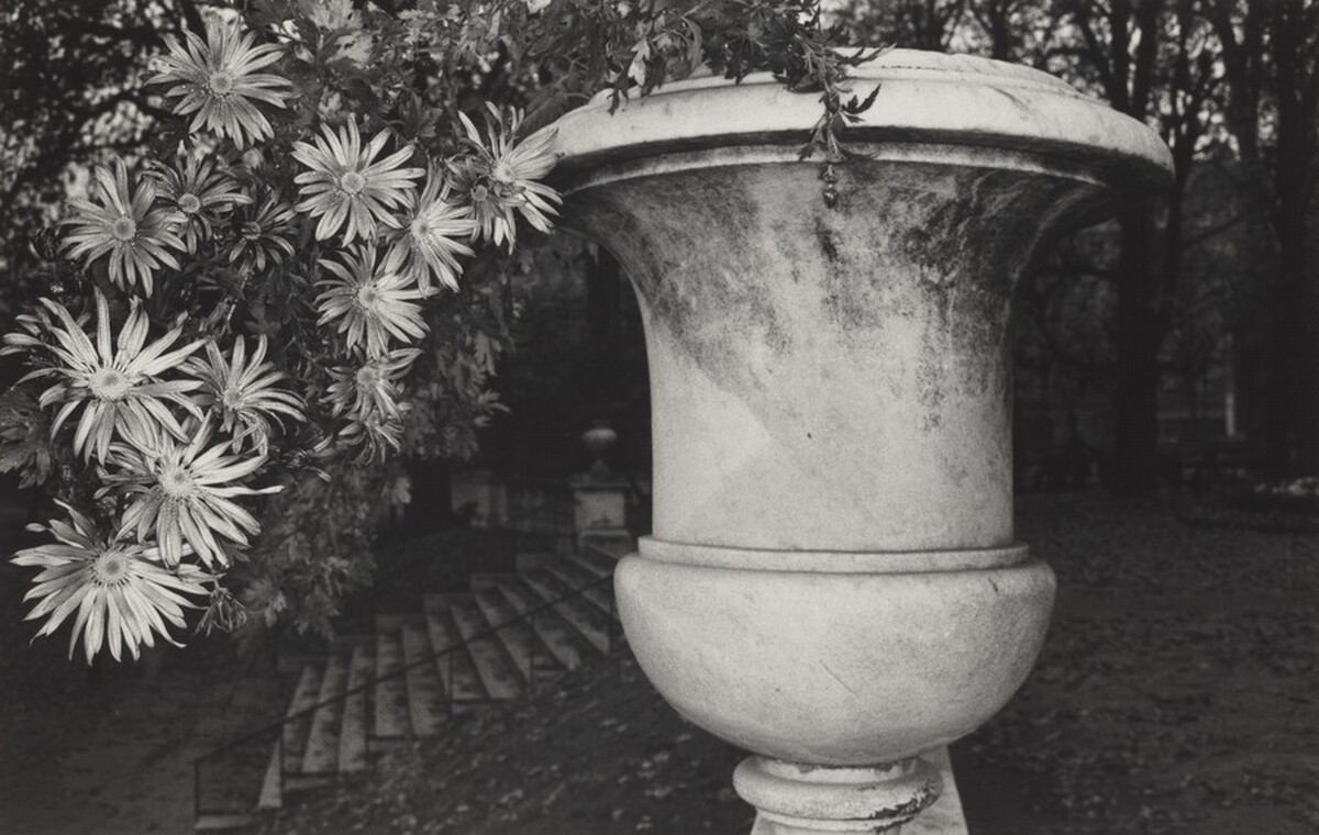Chrysanthemums in Garden Pot, Luxembourg Gardens, Paris