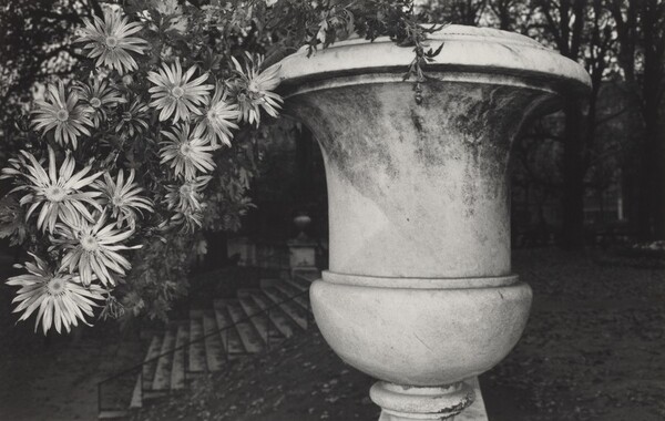 Chrysanthemums in Garden Pot, Luxembourg Gardens, Paris