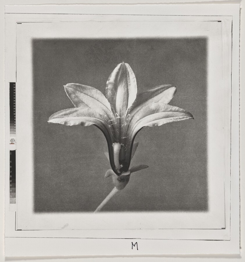 Naupaka (Front) [working proof 2]