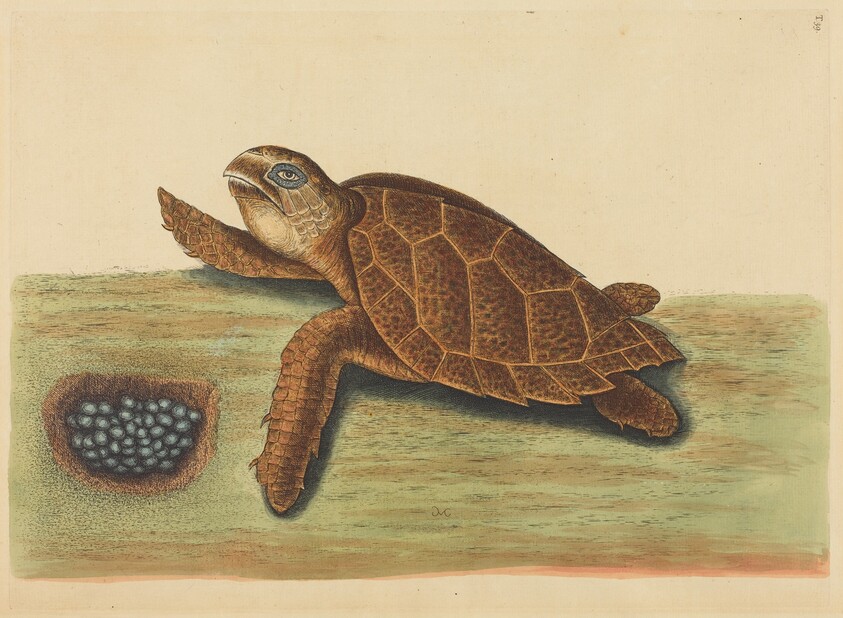 The Hawks-bill Turtle (Testudo caretta)