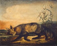 Long-Tailed Red Fox, John Woodhouse Audubon, 1848/1854
