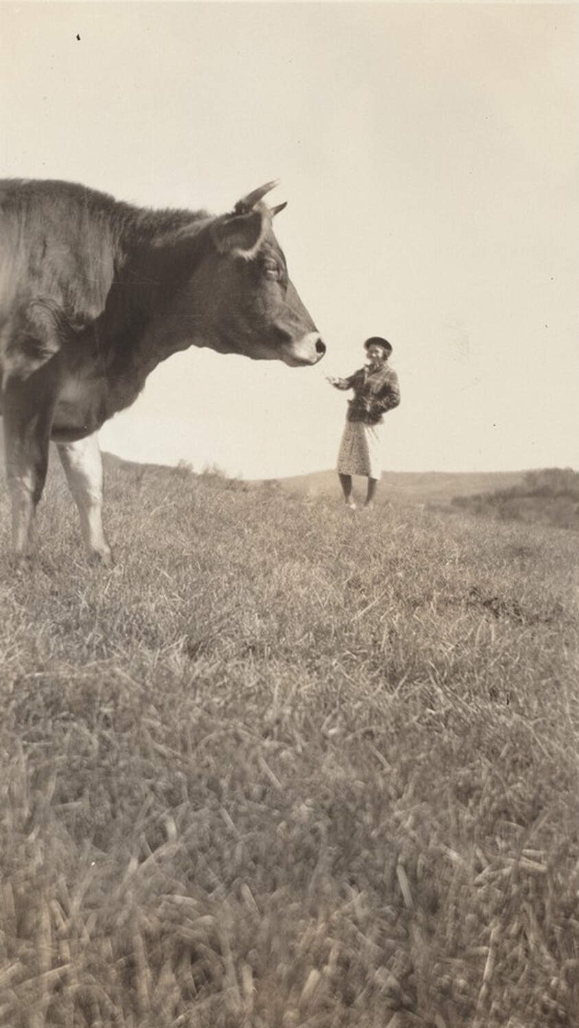 Untitled (Woman "feeding" cow)