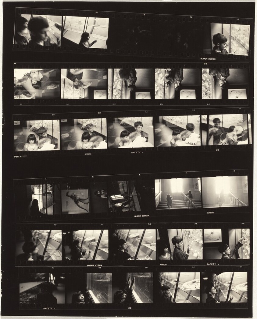 Museum of Natural History no number