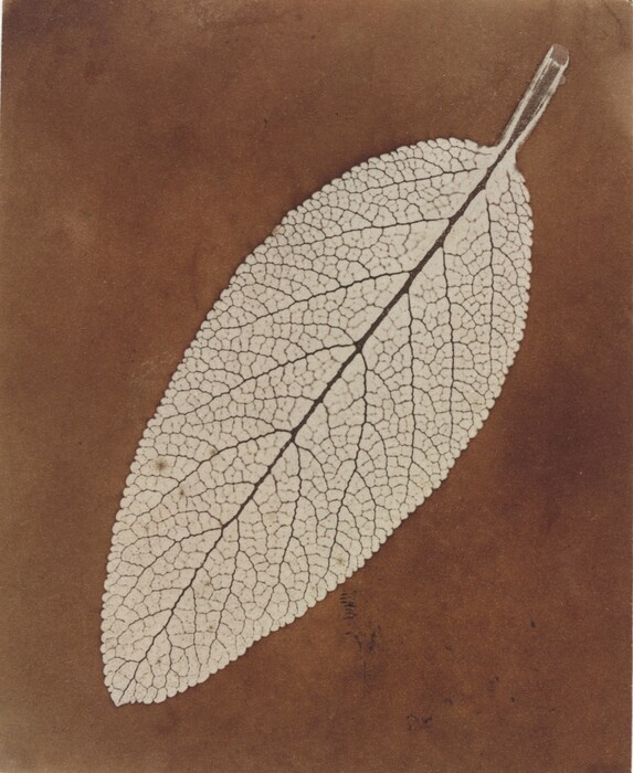 The image shows a white leaf with thin dark veins on a brown background. The leaf is large and diagonal on the page, with its stem pointing towards the top right corner and the rounded bottom near the bottom left corner.