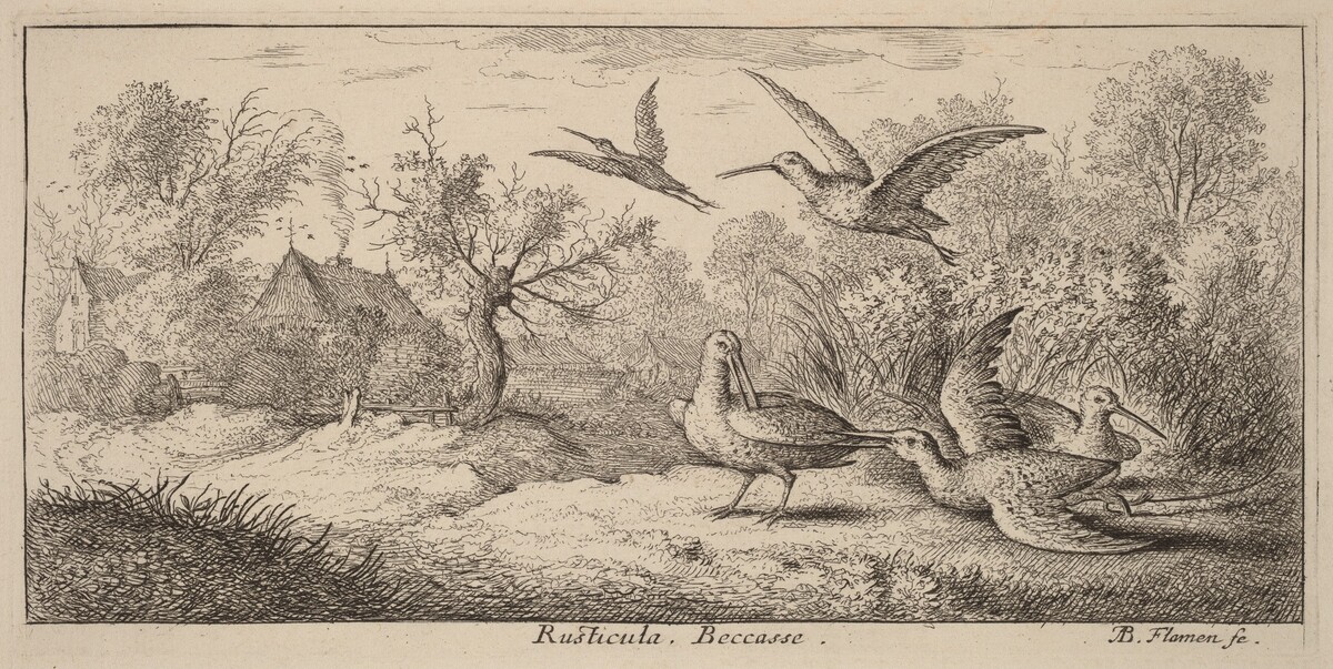 Rusticula, The Woodcock