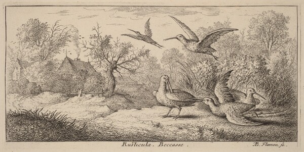 Rusticula, The Woodcock