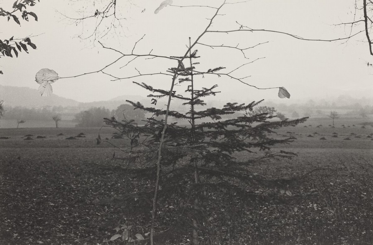Evergreen Tree, Northern France